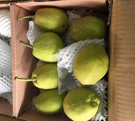Cartone di raccolto cinese di alta qualità Pera corona di grado superiore Pera dorata Giallo dorato Porto Qingdao Dolce succoso Fresco 100% Maturità