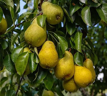 High Quality Chinese Crop Carton Top Grade Crown Pear Golden Pear Golden Yellow Qingdao Port Sweet Juicy Fresh 100% Maturity